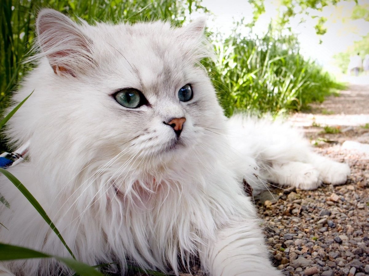 Лера Кудрявцева и ее кот