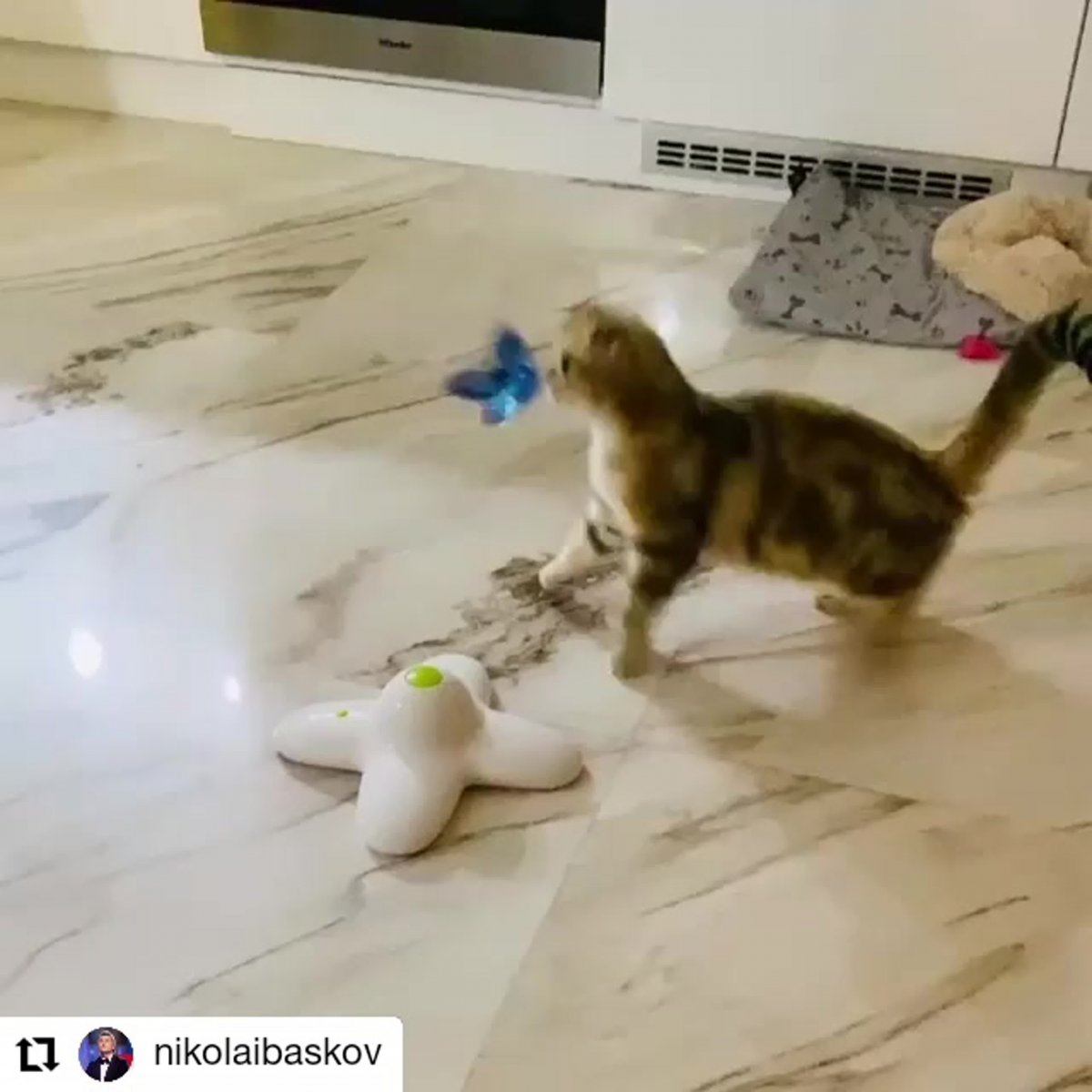 Рэгдолл кошка принцесса Аврора