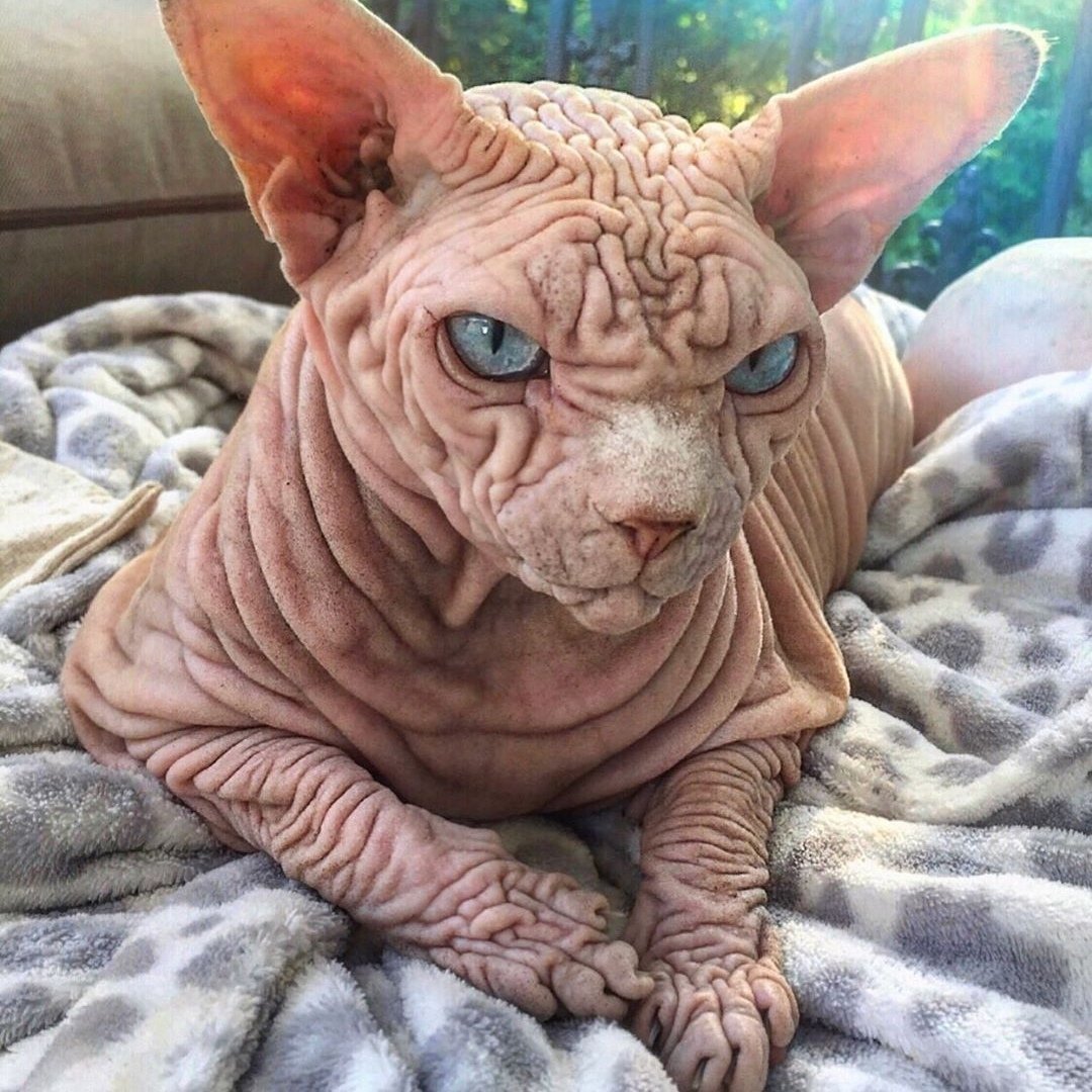 Страшные коты
