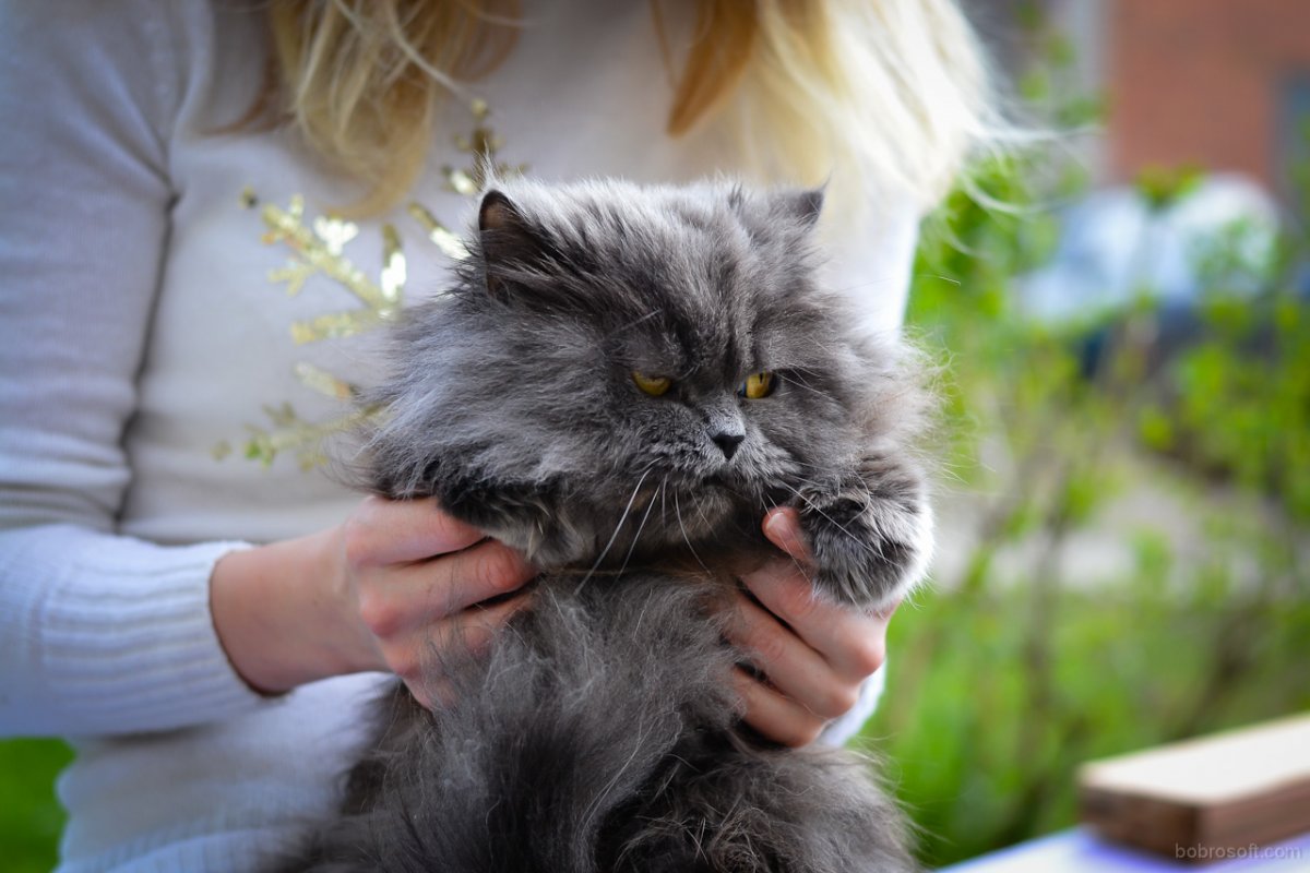 Кот Баюн фото