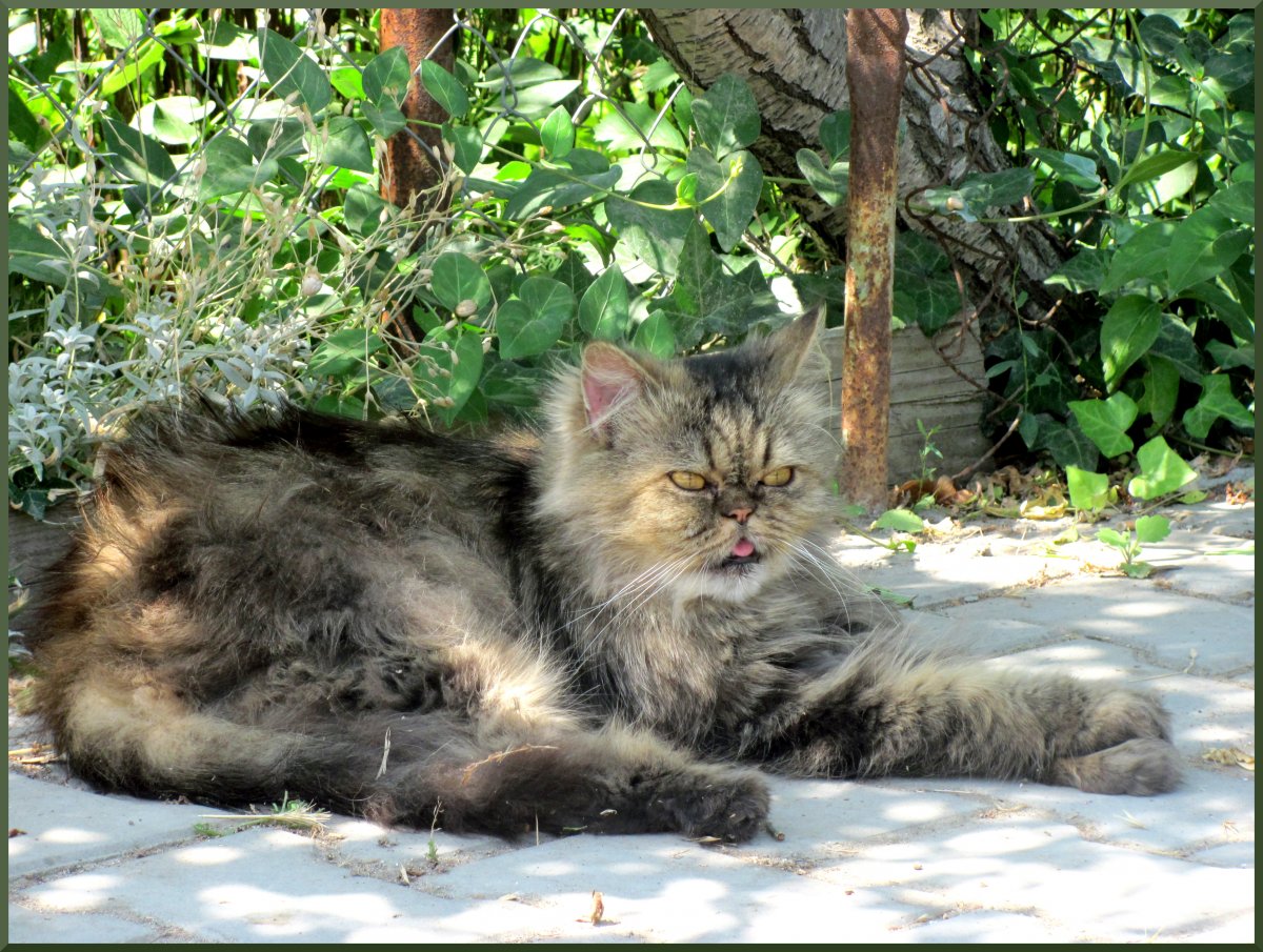 Кот Баюн фэнтези