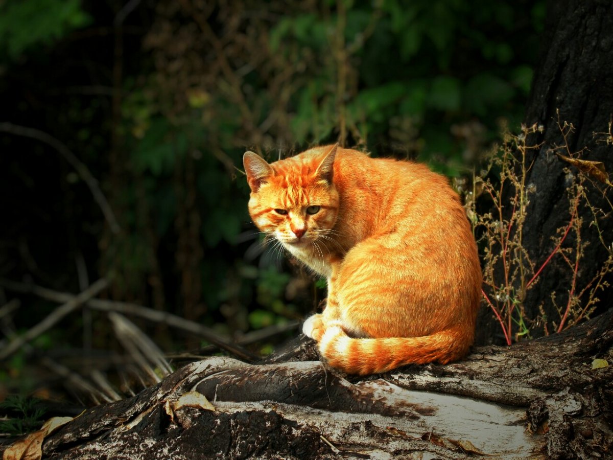 Портрет кота