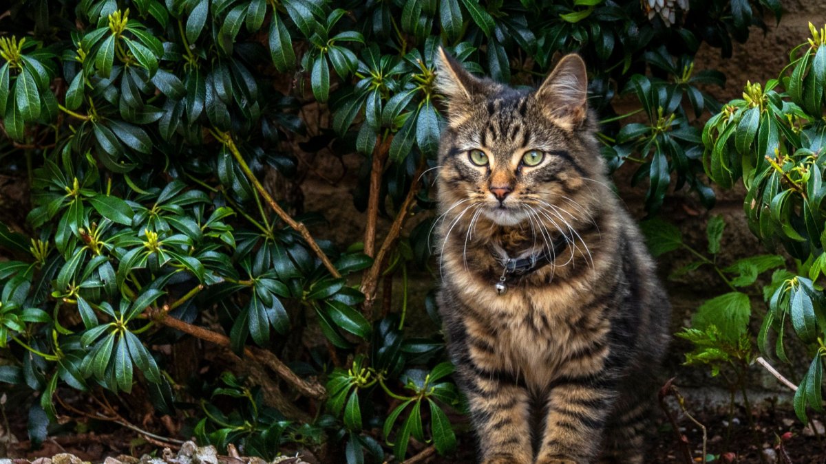 Художник Лесли Энн айвори