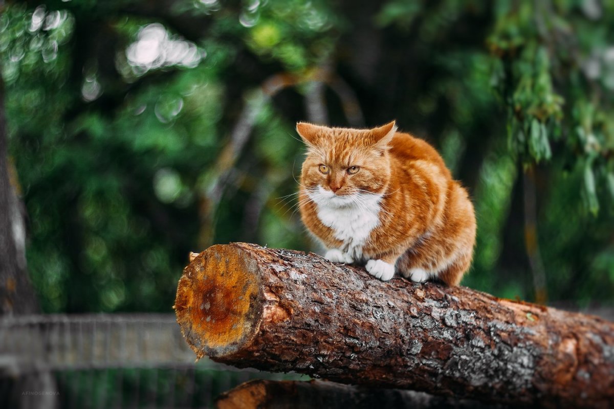 Рысь Сибирская