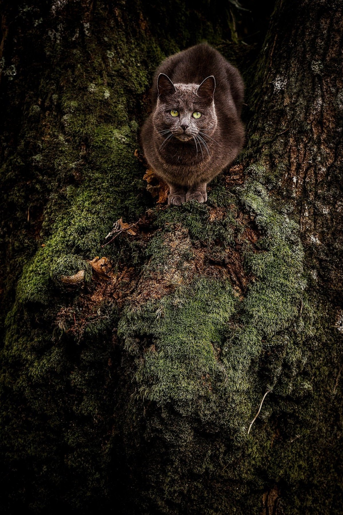 Кот Баюн