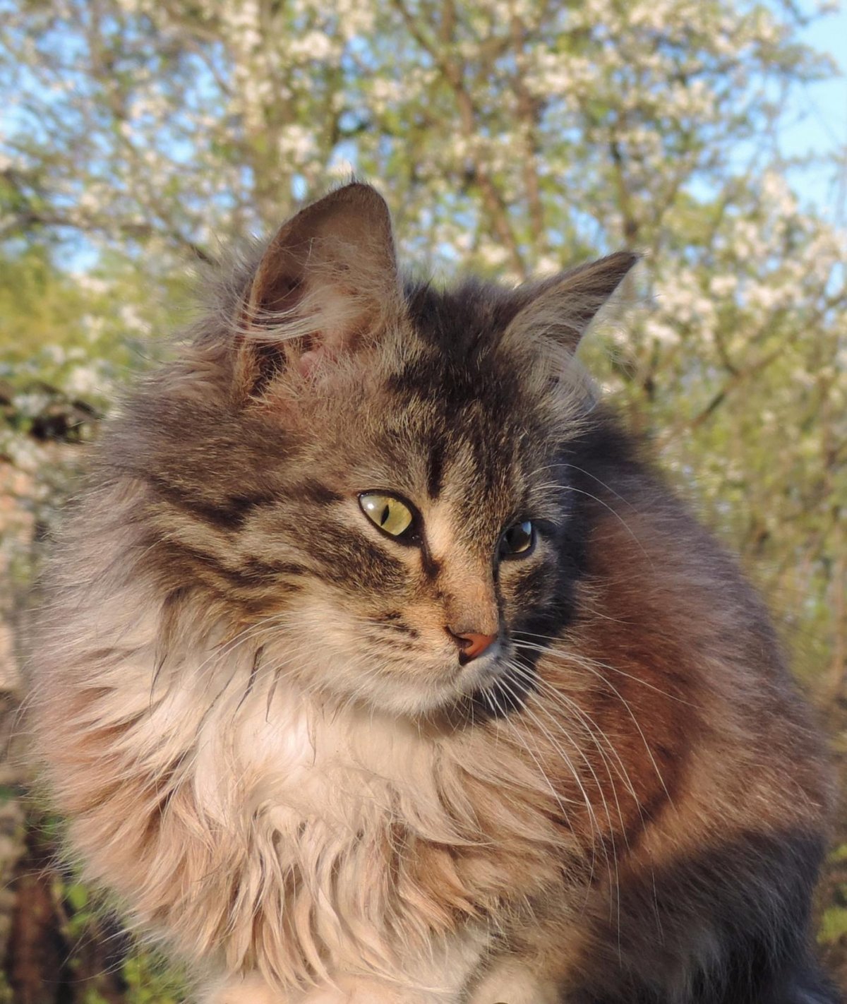 Коты на заборе