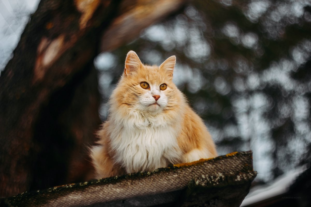 Серый кот в лесу