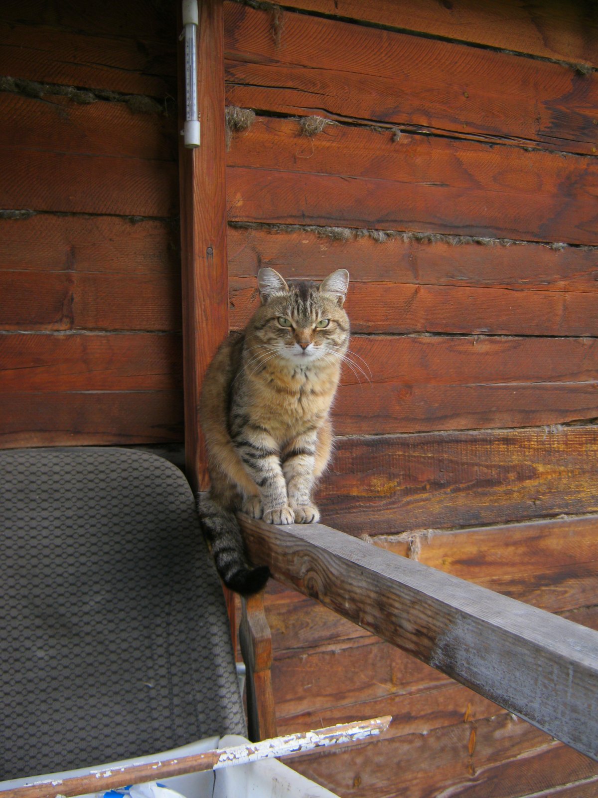 Стимпанк кошечка