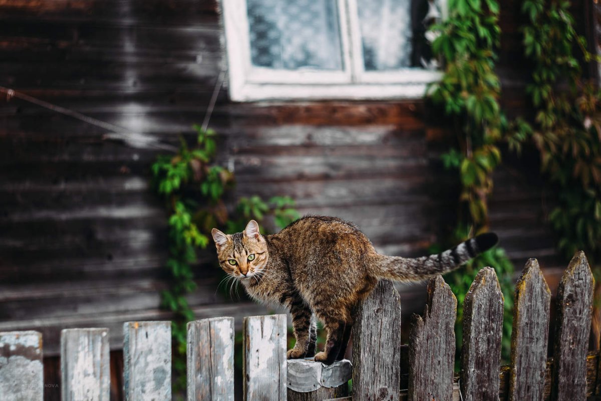 Кот Баюн сказочный персонаж