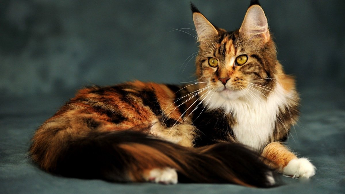 Мейн кун короткошерстный