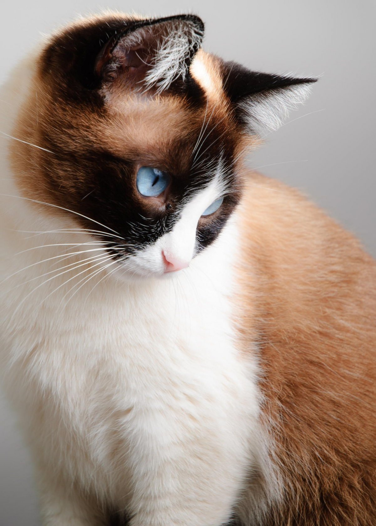 Порода Сноу шоу