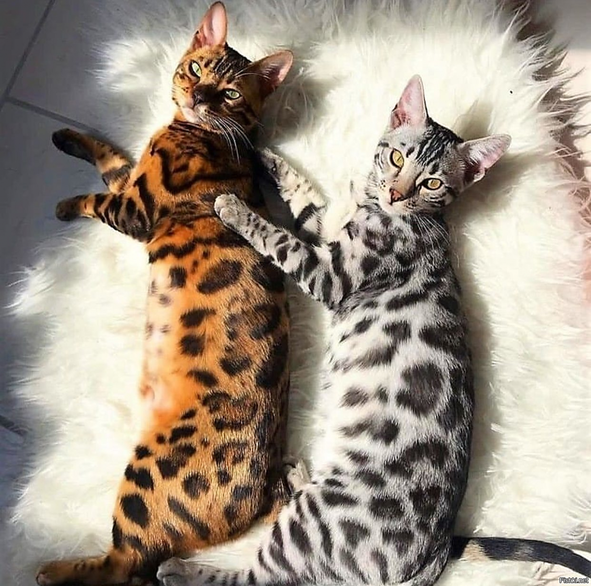 Бенгальский кот