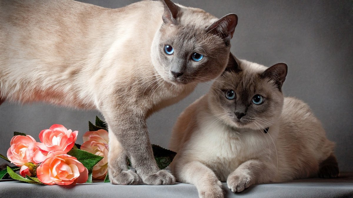 Тайская кошка