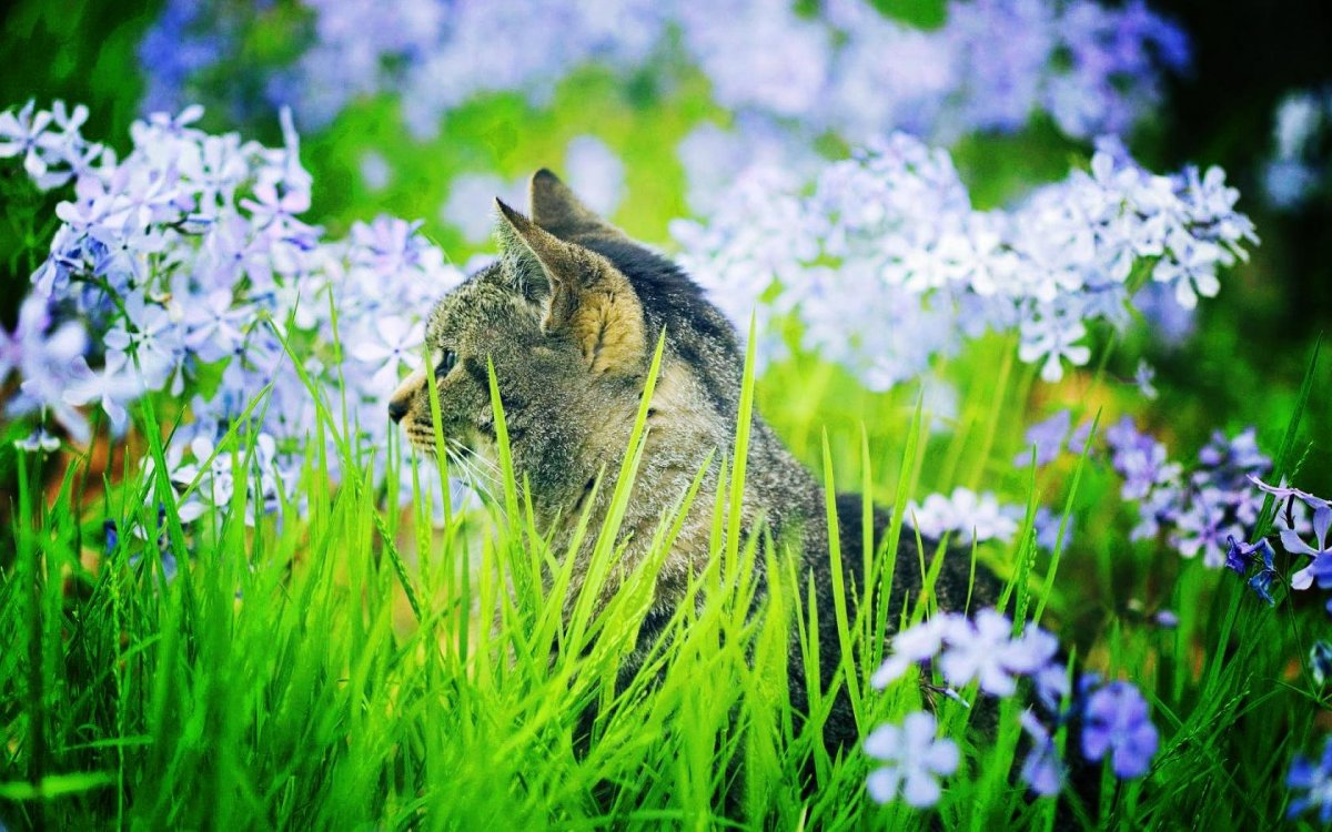 Трава для кошек