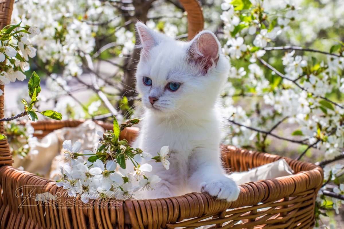 Милые котики Весна