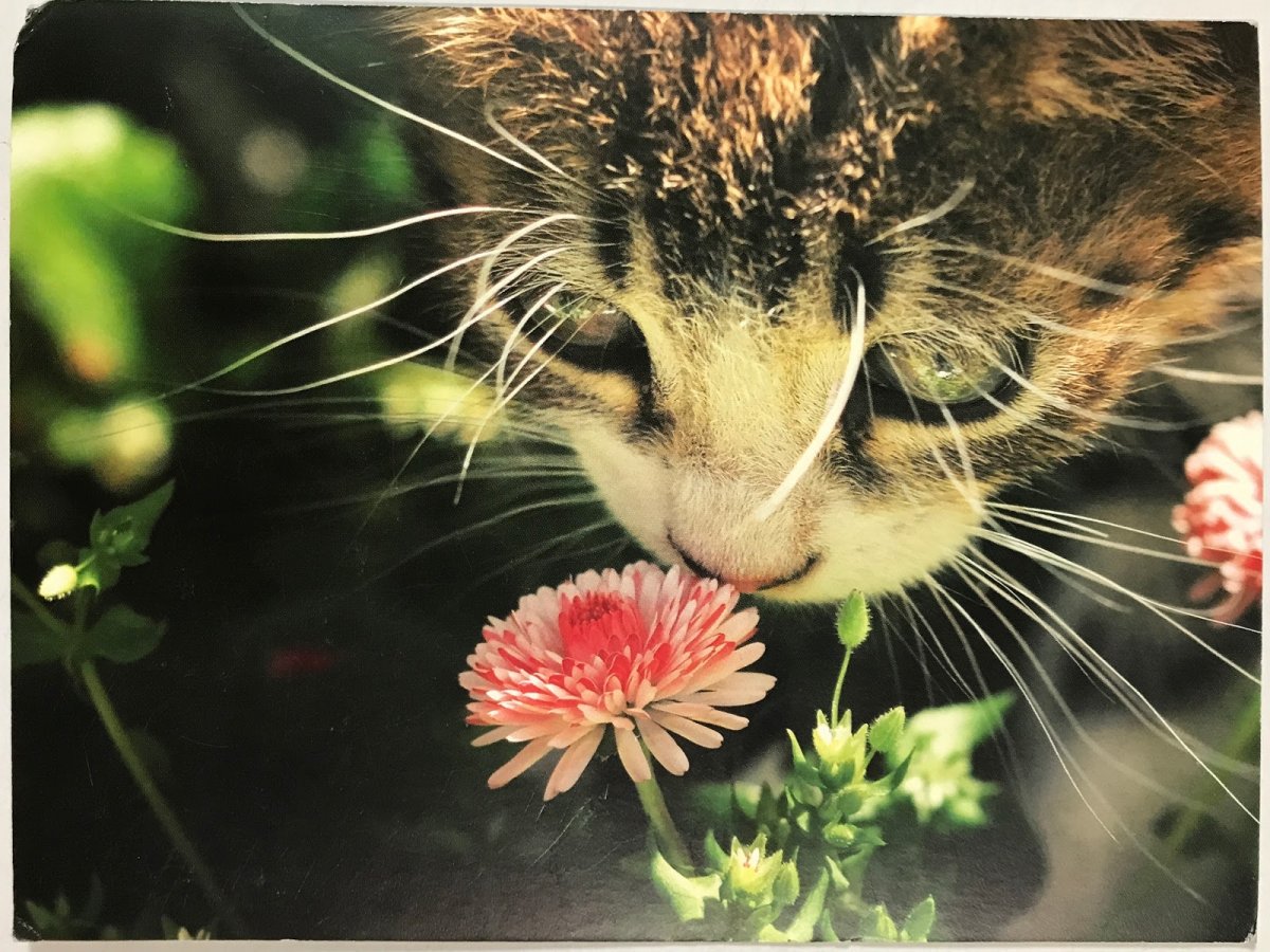 Животные нюхают цветы