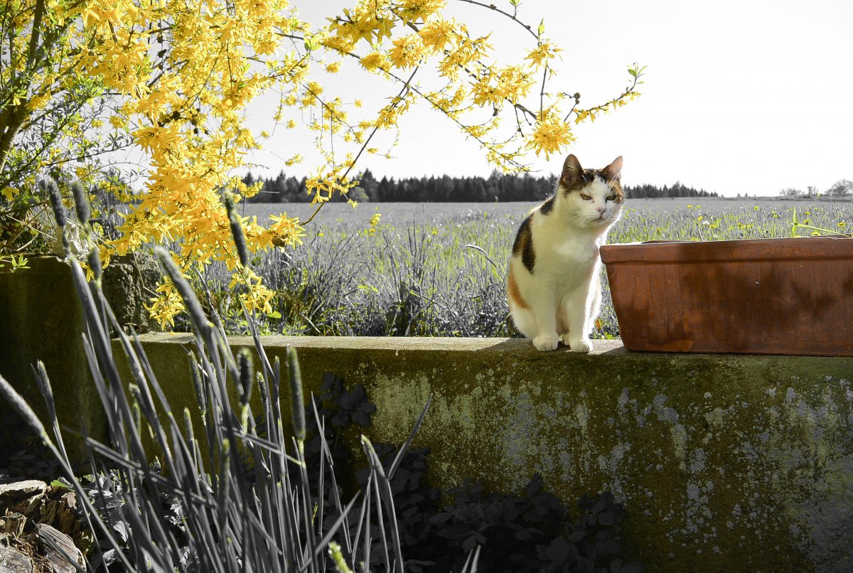 Весна деревня животные