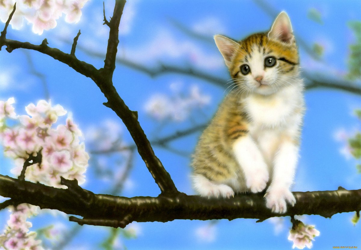 Котенок на ветке