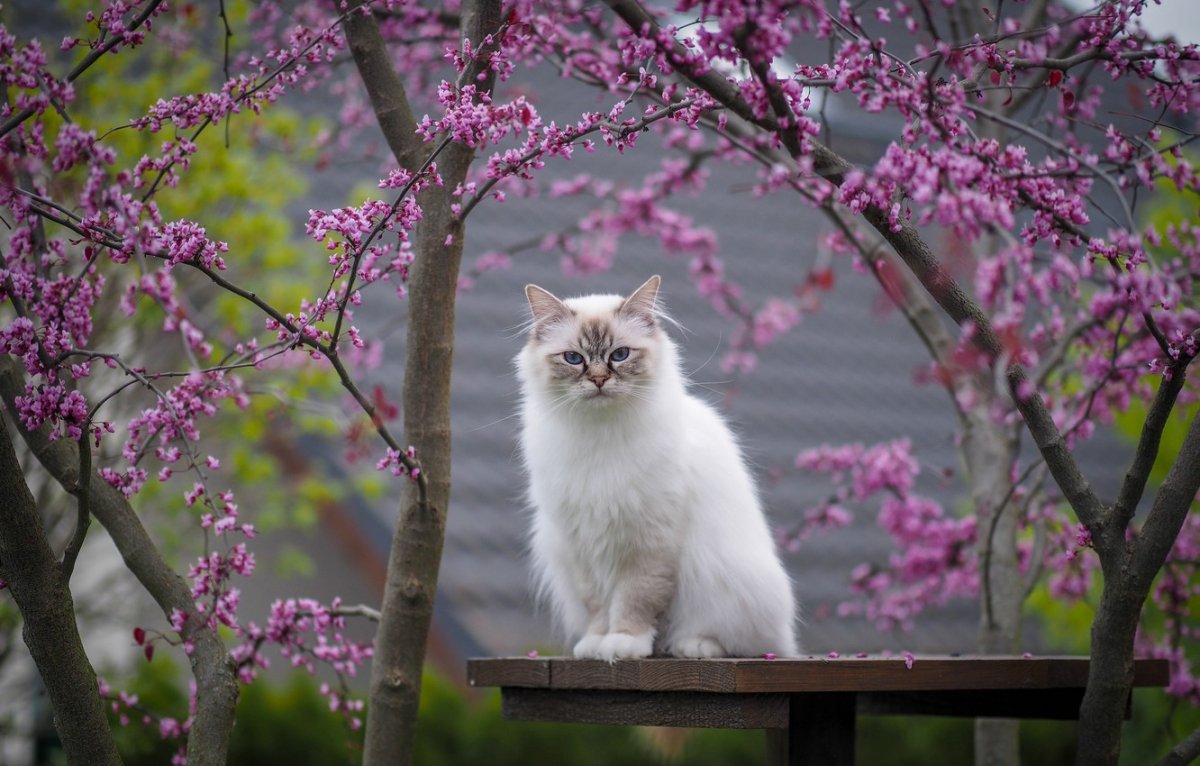 Весна и котики