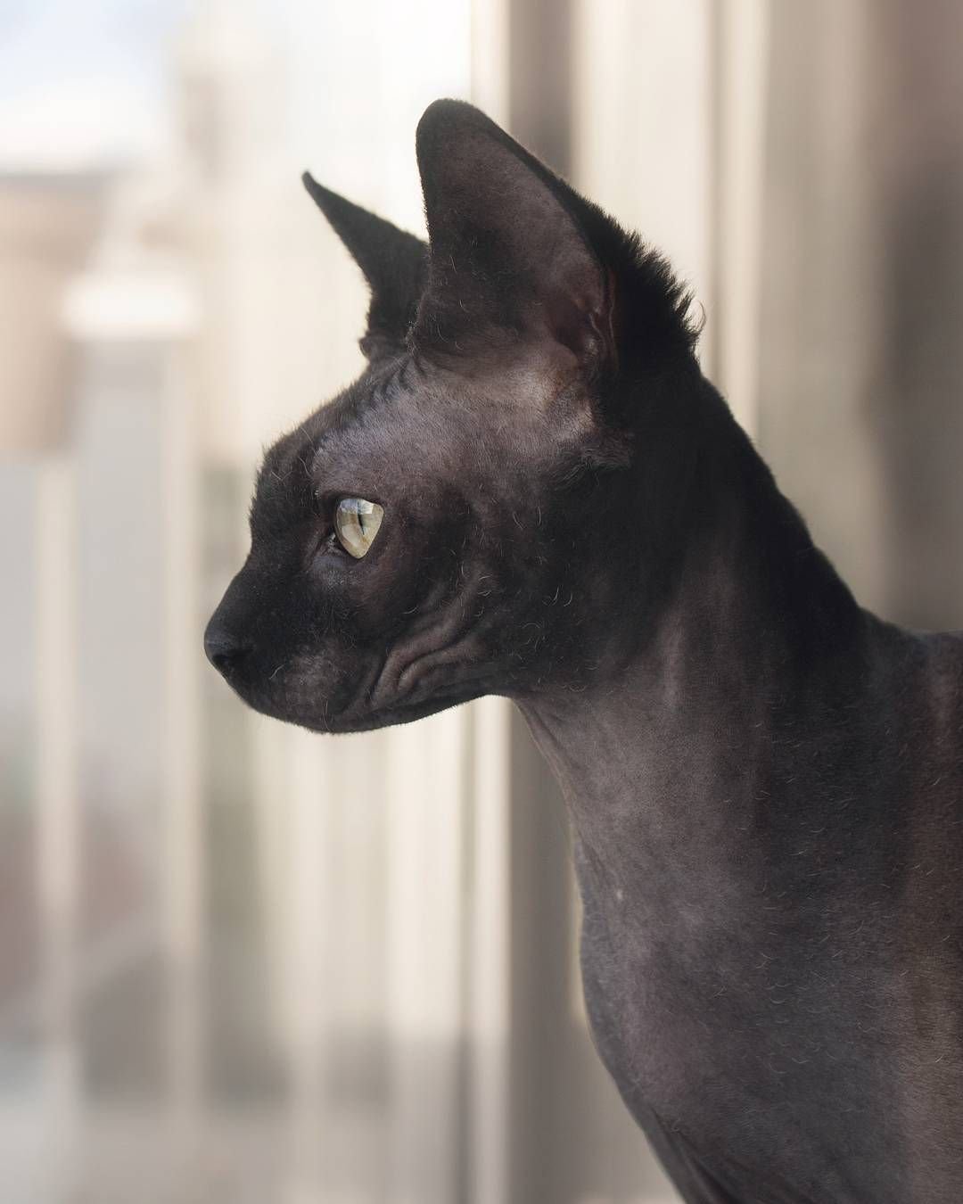 Сфинкс Петерболд черный