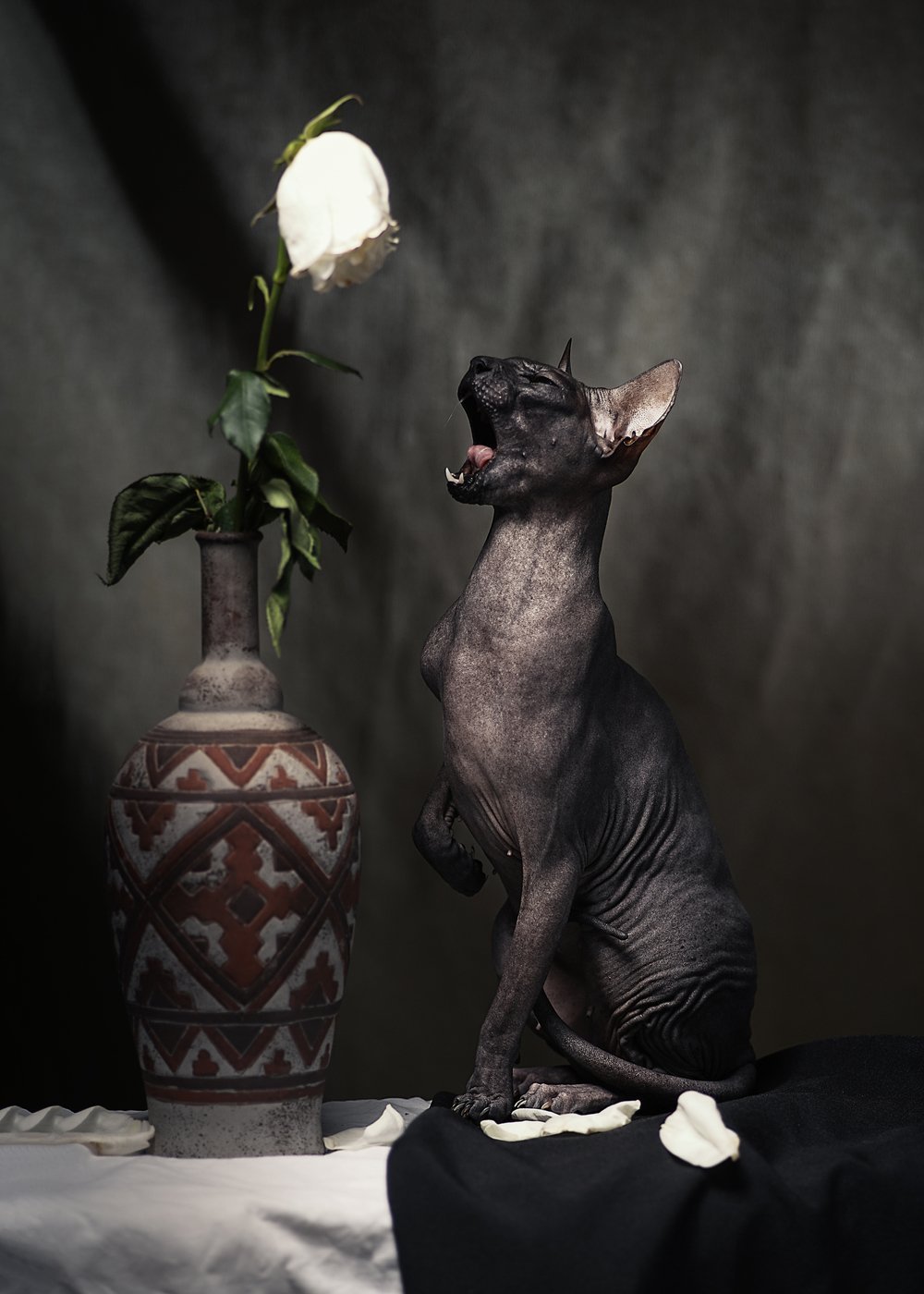 Донской сфинкс черный