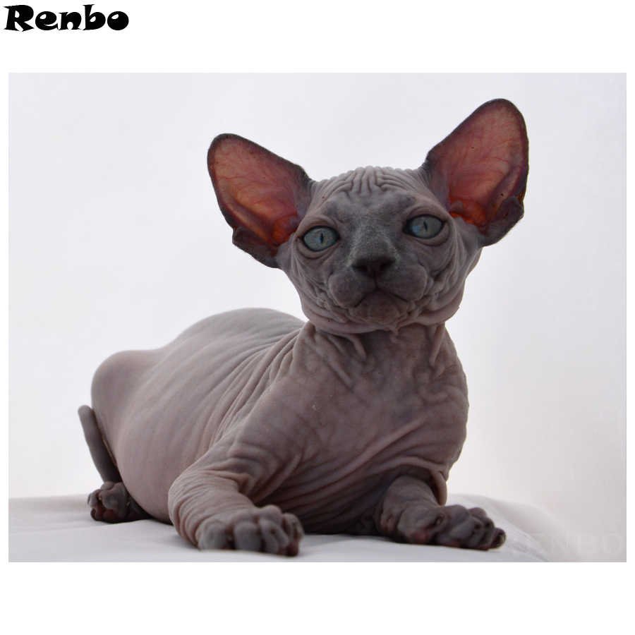 Канадский сфинкс бархатный