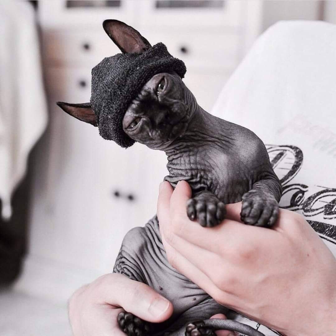 Черный сфинкс