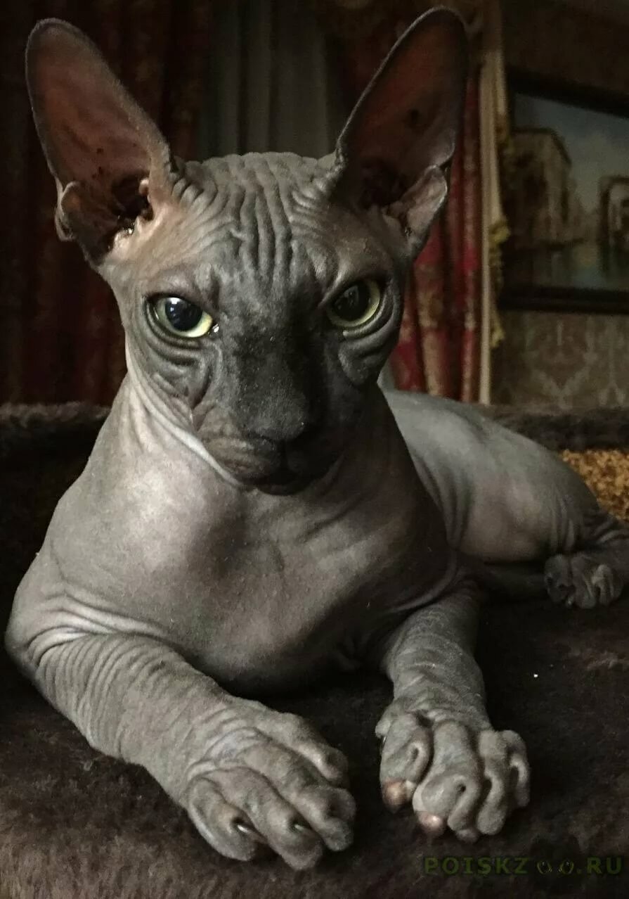 Чёрный сфинкс кошка