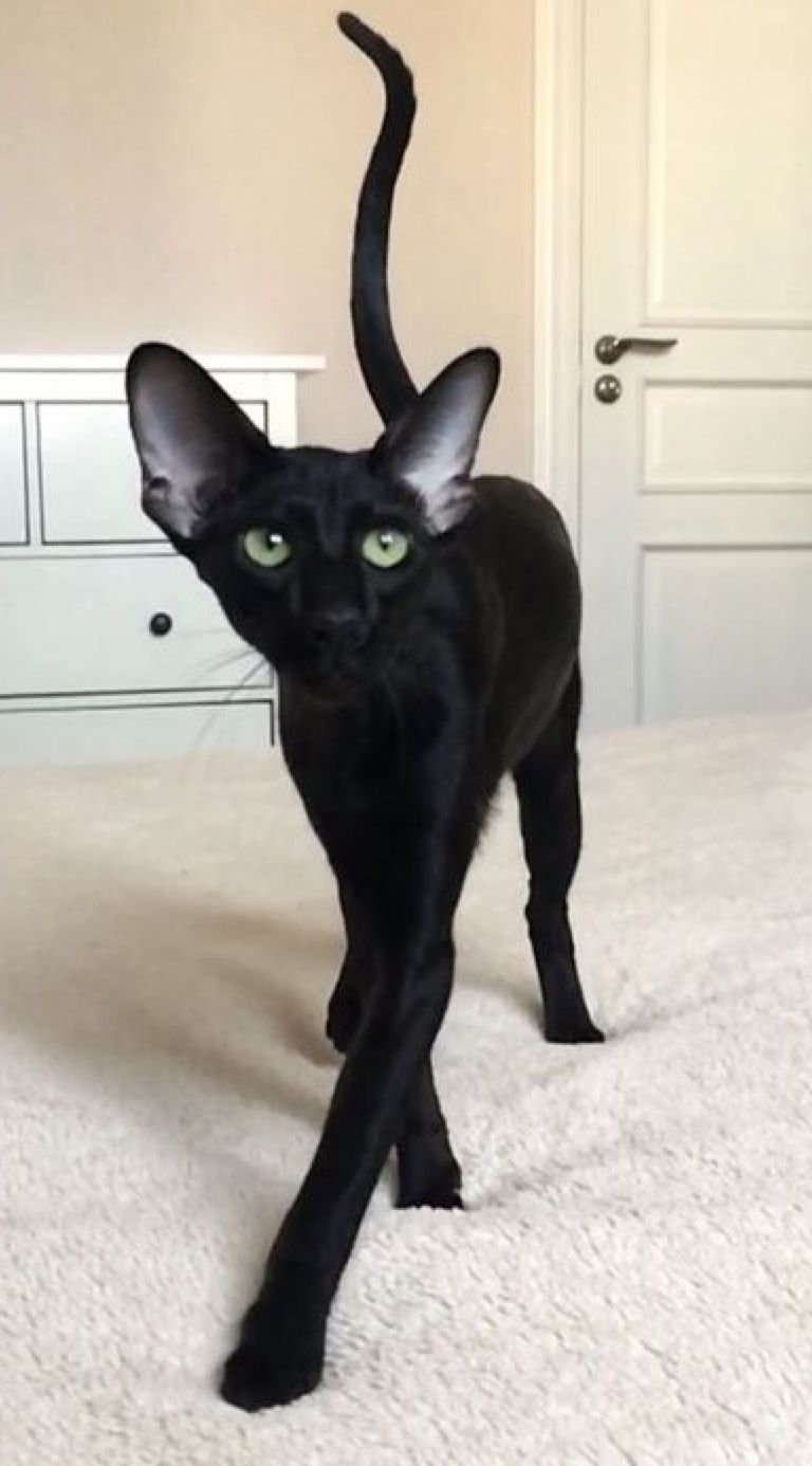 Лысая кошка сфинкс черный