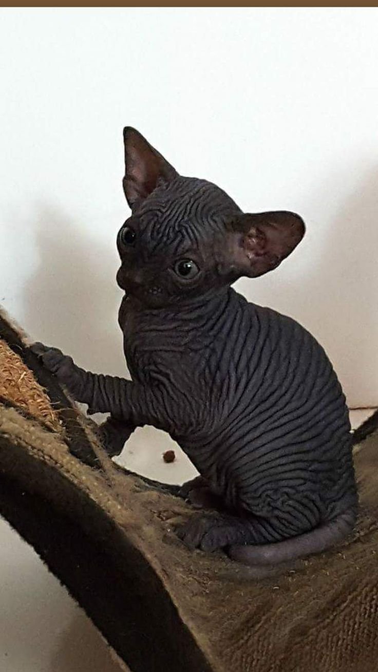 Донской сфинкс черный