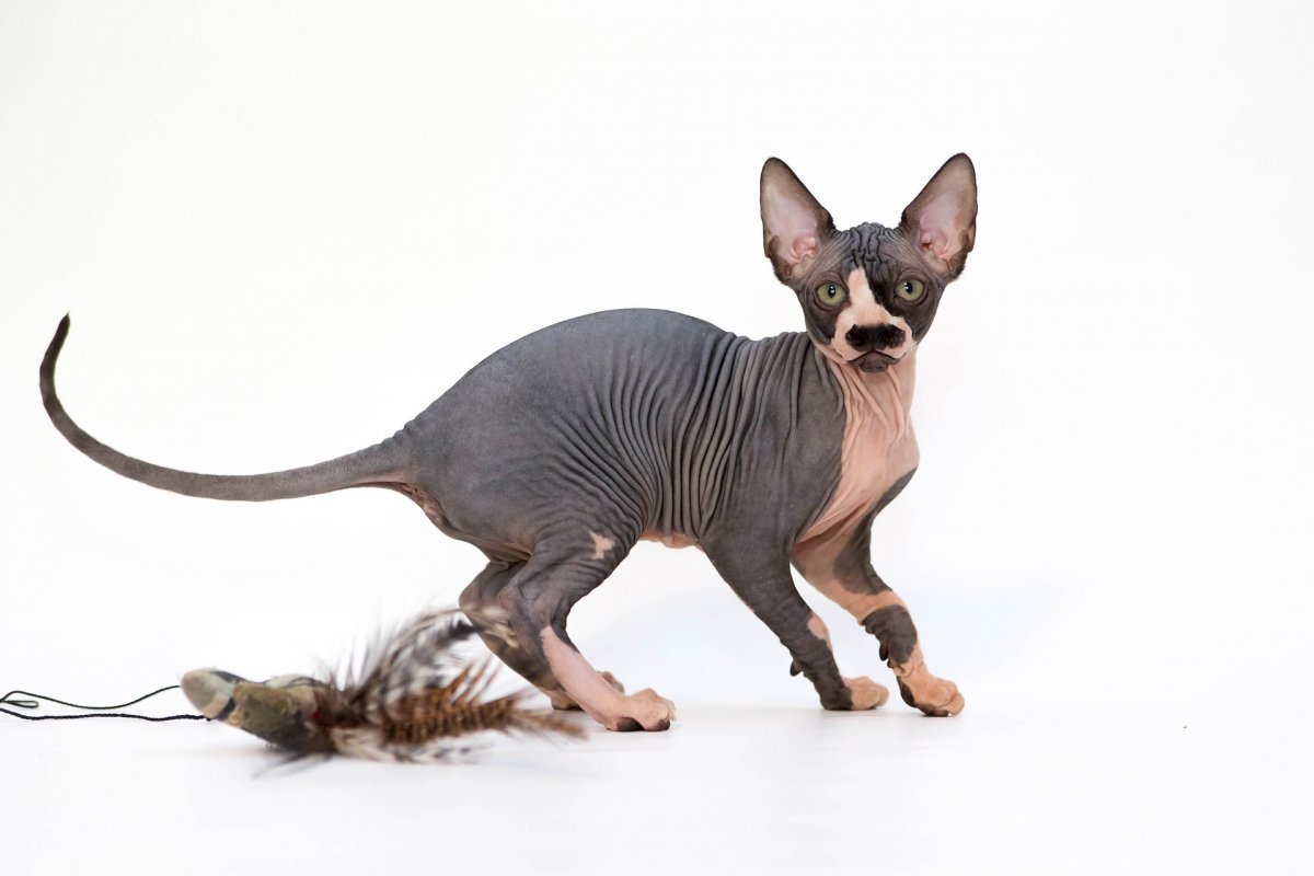 Донской сфинкс черный котенок