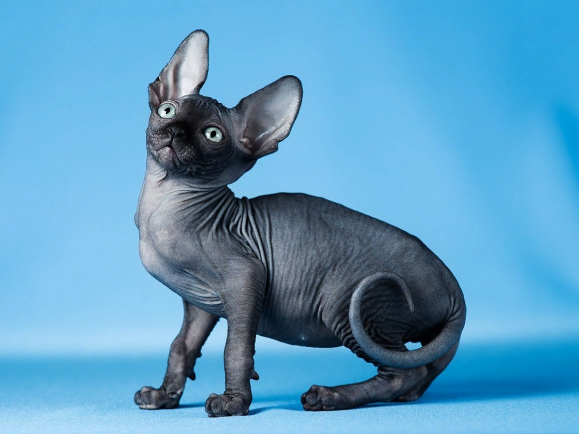 Канадский сфинкс