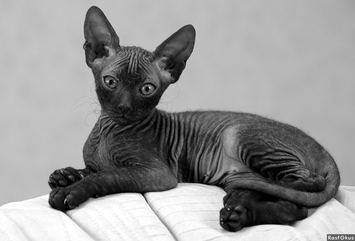 Петерболд Петербургский сфинкс