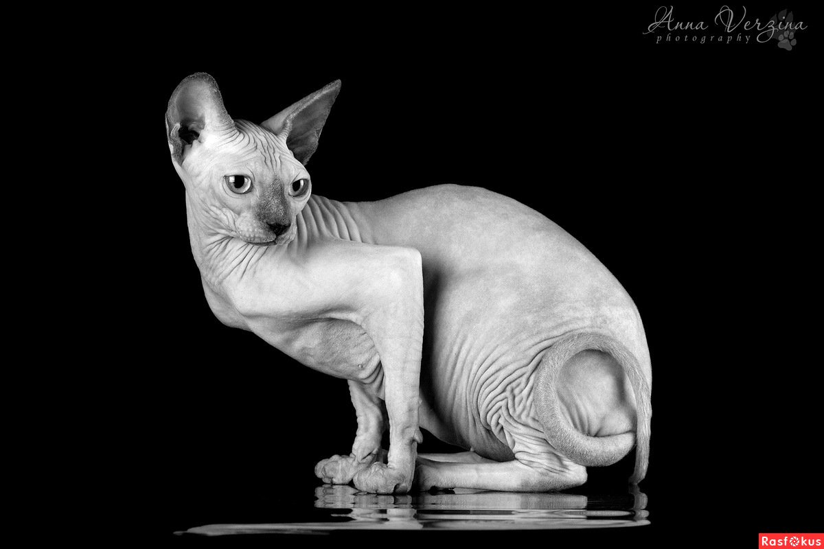 Необычные имена для сфинксов