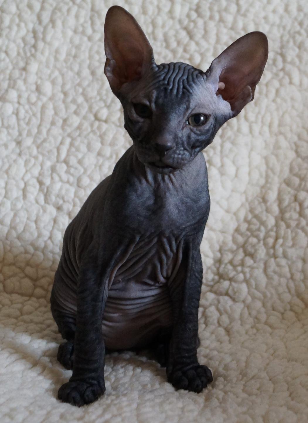 Канадский сфинкс черный