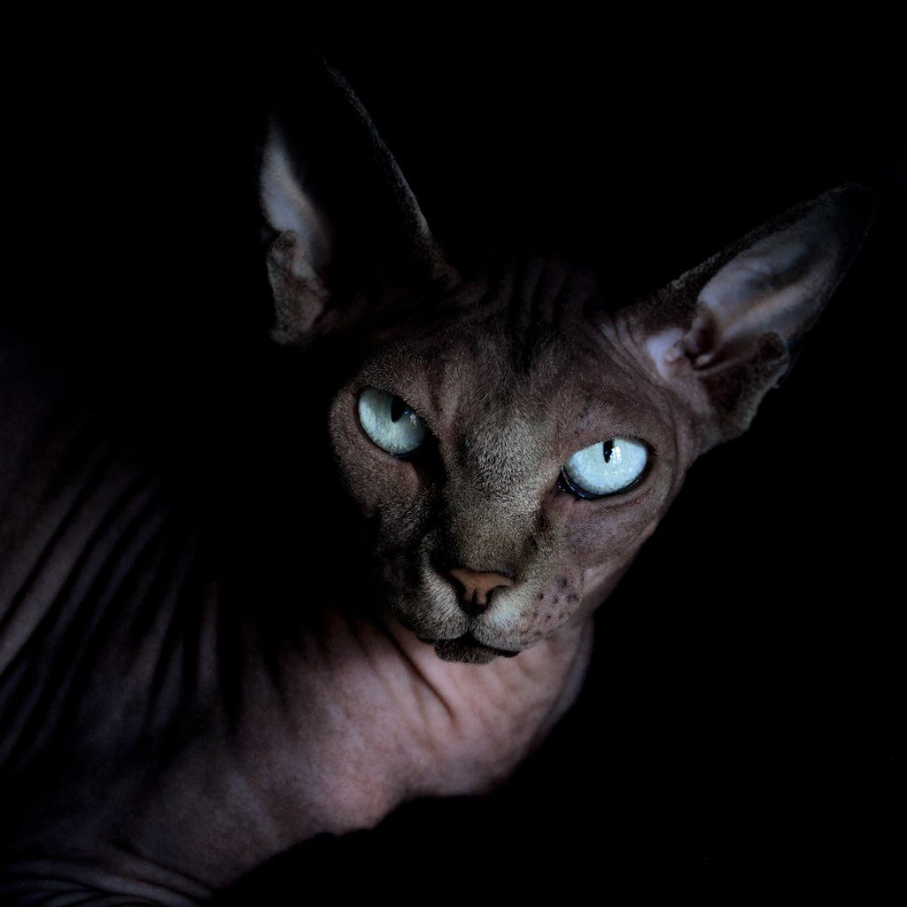 Сфинкс крадется