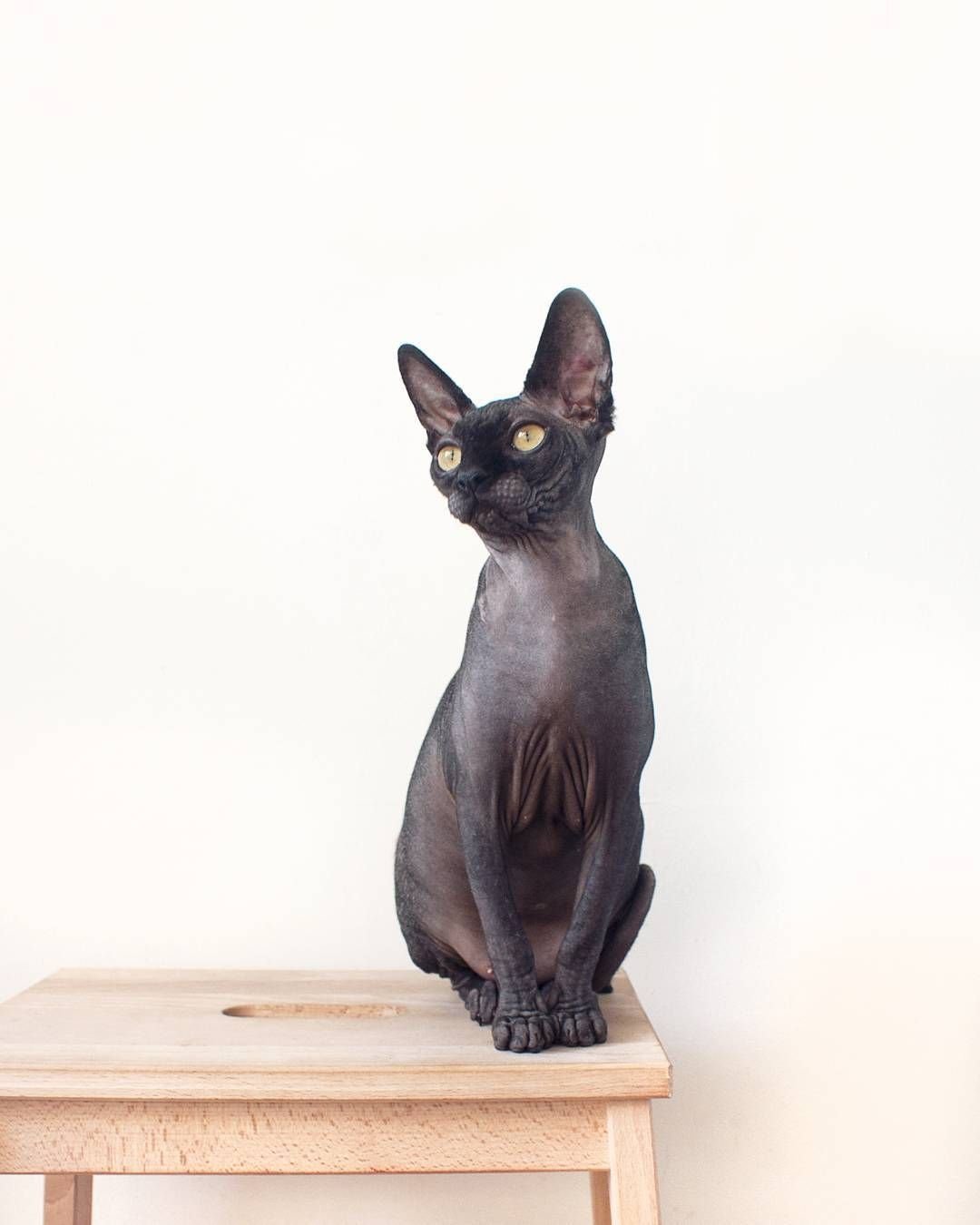 Черный Солид канадск сфинкс