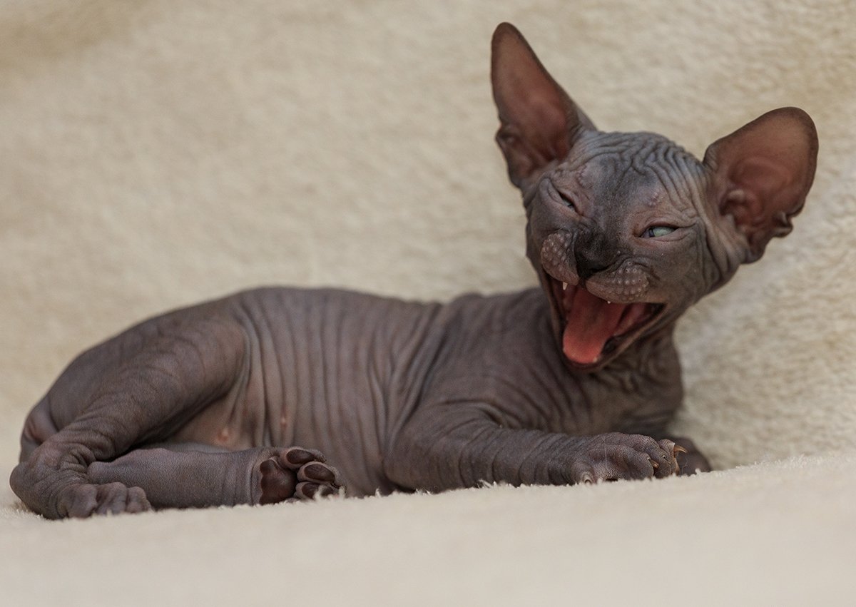 Сфинкс Донской Эстетика