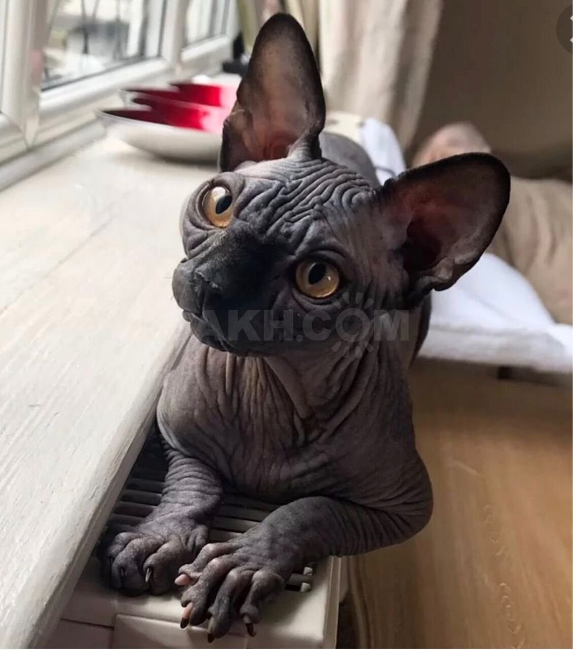 Чёрный сфинкс кошка