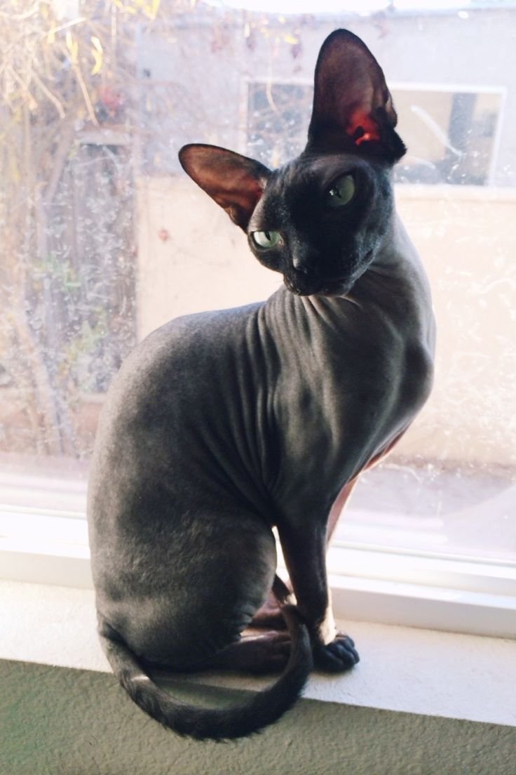 Петерболд Блэк