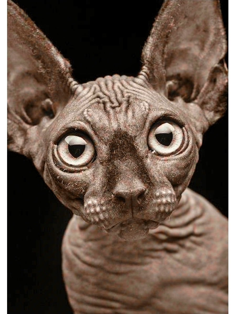 Сфинкс порода кошек канадский браш