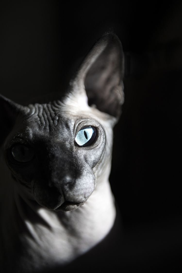 Как назвать котёнка мальчика чёрного сфинкса