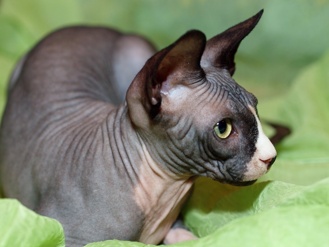 Корниш рекс кошка