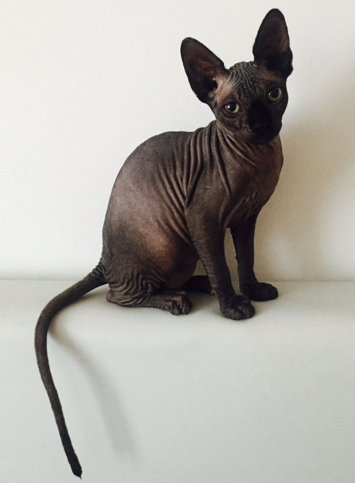 Канадский сфинкс мини