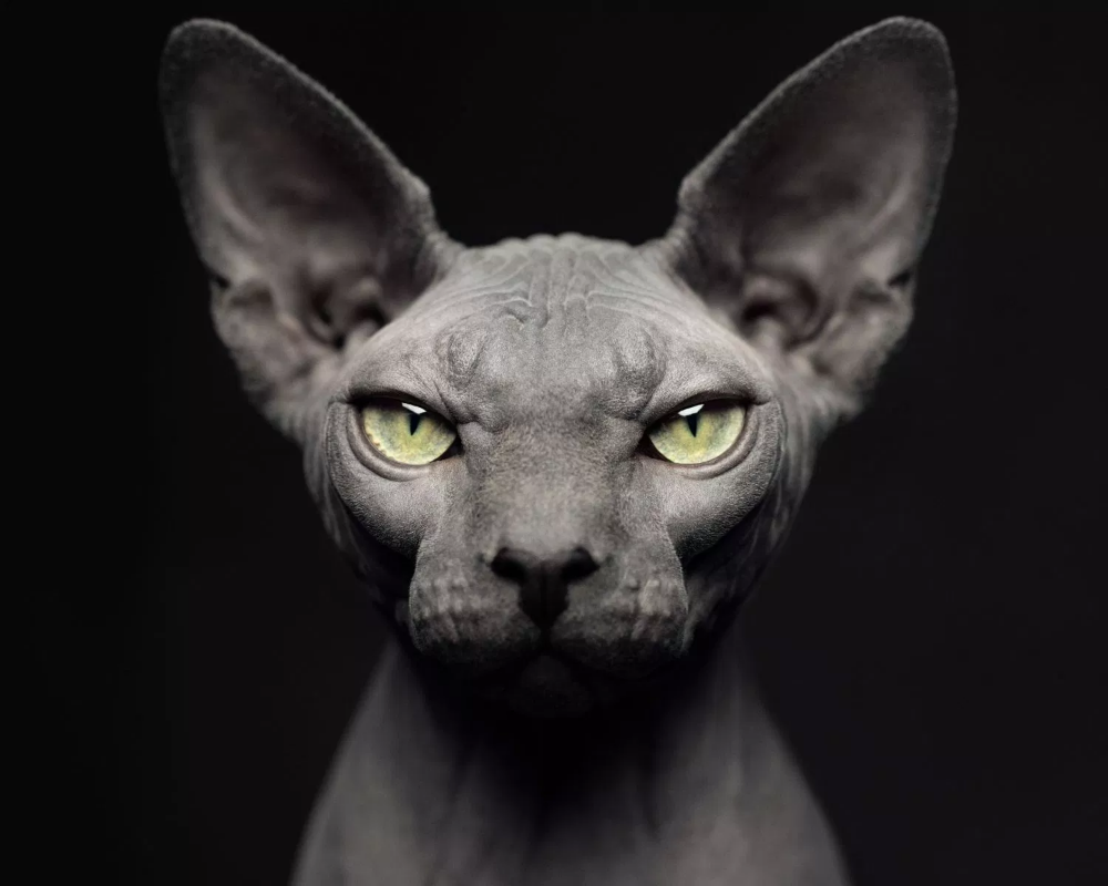 Египетская кошка сфинкс злая