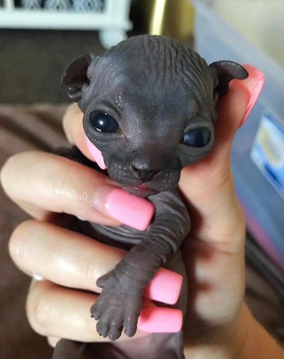 Чёрный сфинкс рэпер