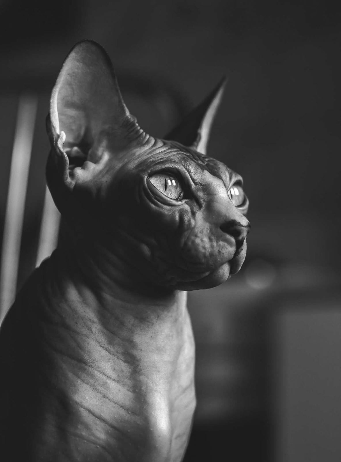 Лысый кот сфинкс черный