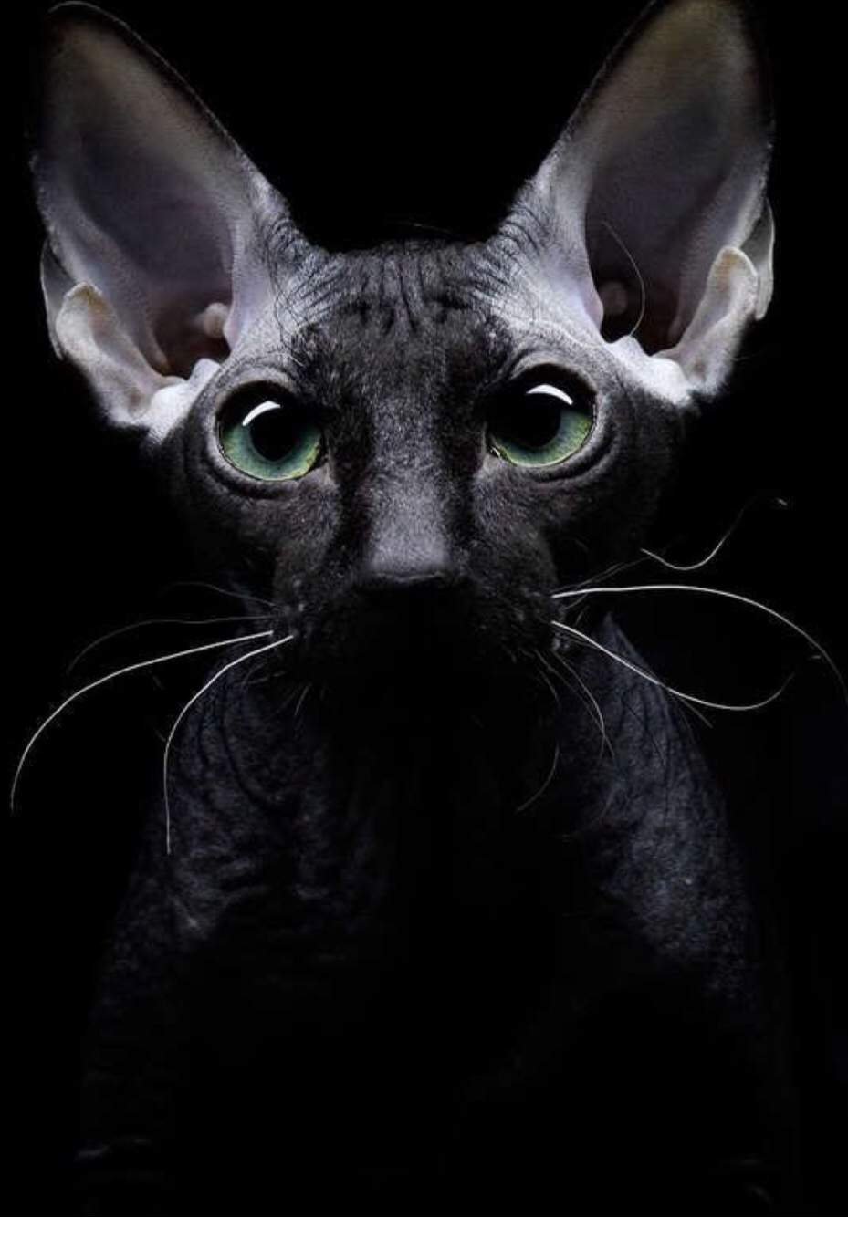 Сфинкс кошка черная с голубыми глазами