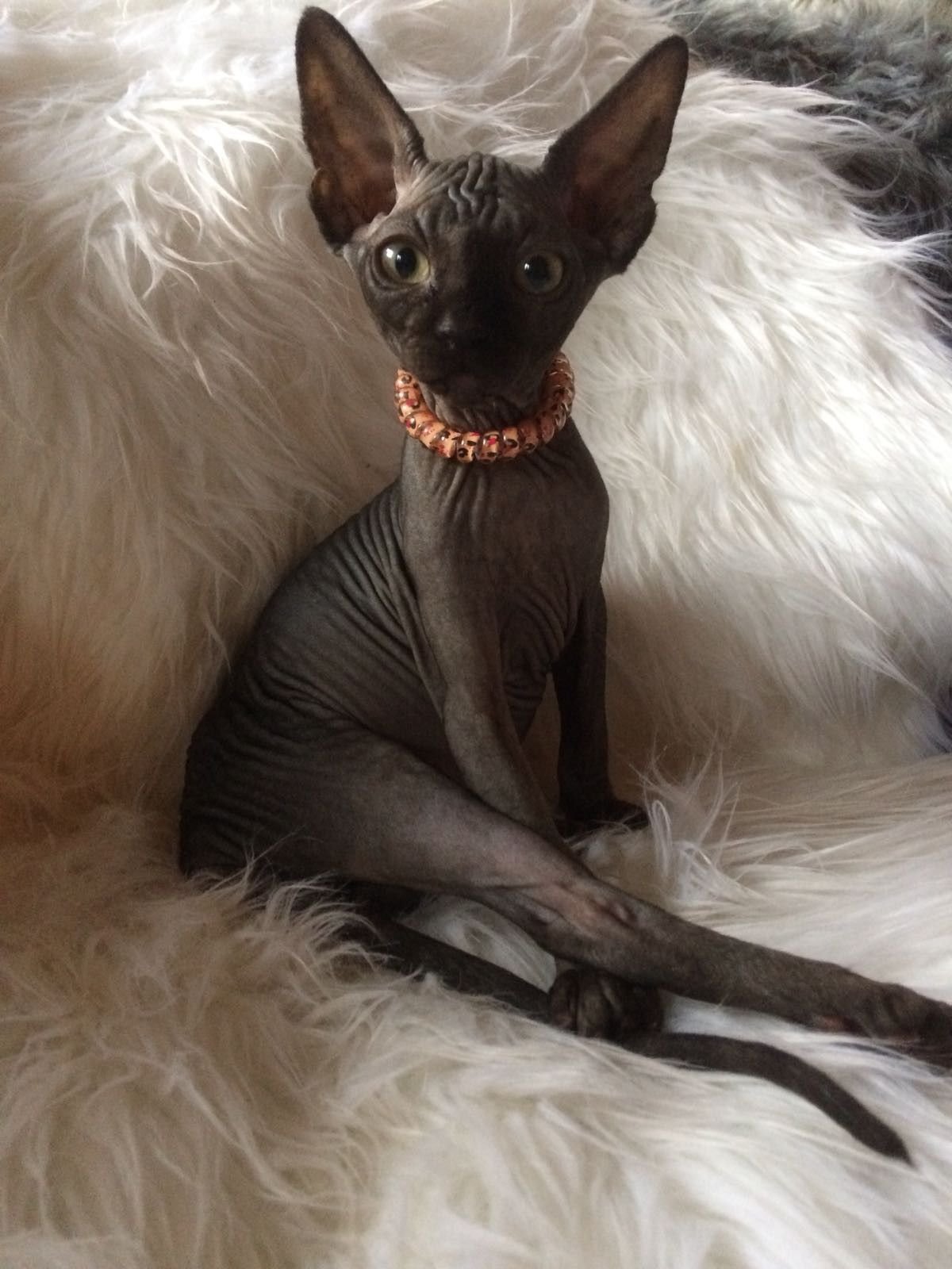 Королевский черный сфинкс