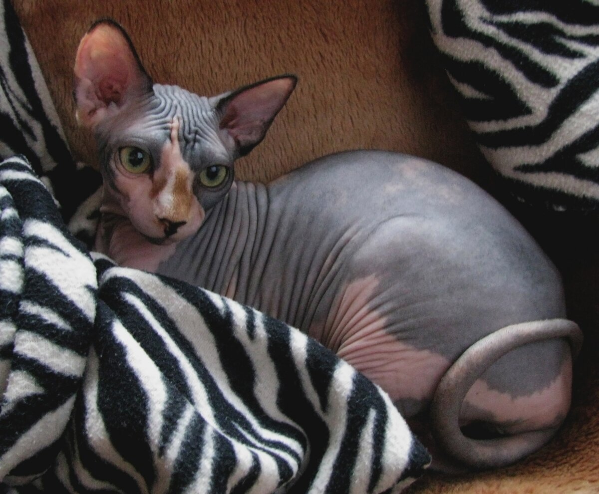 Сфинкс Петерболд черный